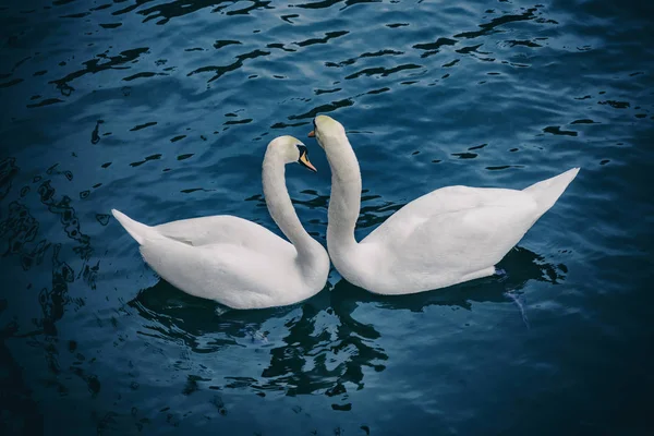 Two White Swans Springtime Blue Dark Water Filter — Stock Photo, Image