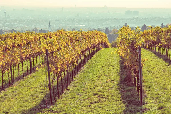 Vinodling i höstfärger, Wien i fjärran — Stockfoto