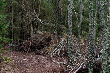 Sonbahar temizliğinden sonra orman geçmişi olan bir yığın dal.