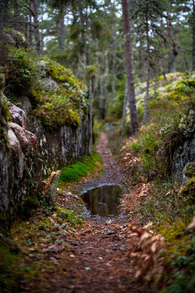 Sentiero stretto attraverso una foresta autunnale con una pozzanghera — Foto Stock