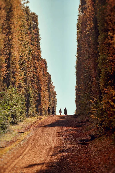 Park alley with silhouettes of a group of people photographed in — Stock Photo, Image