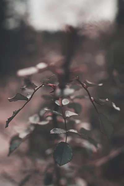 Haste de rosa com folhas durante o mês de inverno em retr maçante processado — Fotografia de Stock