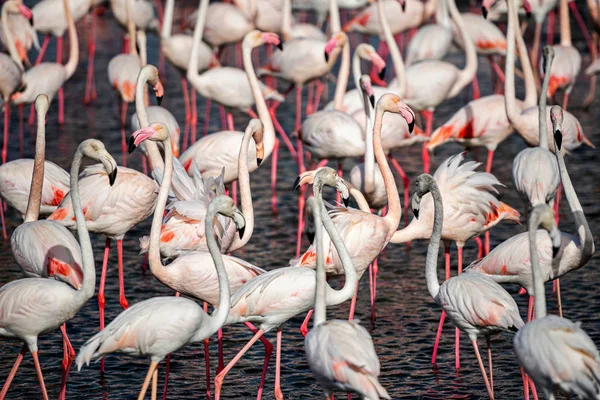 Белые фламинго на набережной в поисках еды — стоковое фото