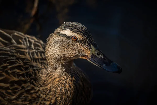 Güneş Işığında Dalıştan Hemen Sonra Dişi Yaban Ördeği Kuşu Yakın — Stok fotoğraf