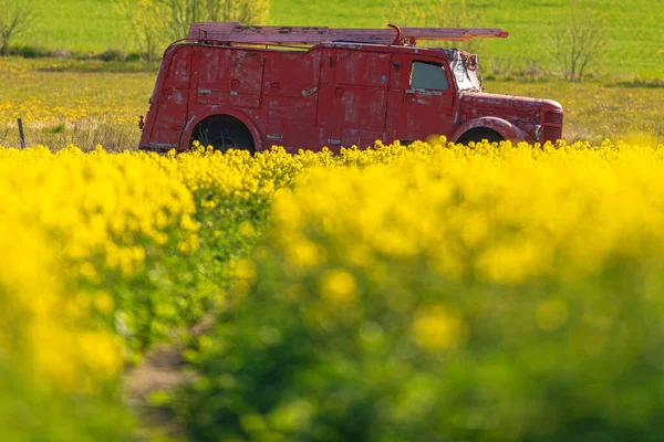 Firetruck Obsoleto Vermelho Com Escada Campo Sementes Colza Amarelo Durante — Fotografia de Stock