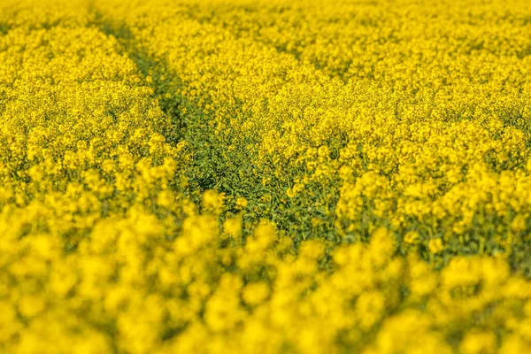 Campo Semi Colza Giallo Durante Inizio Dell Estate Con Piste — Foto Stock