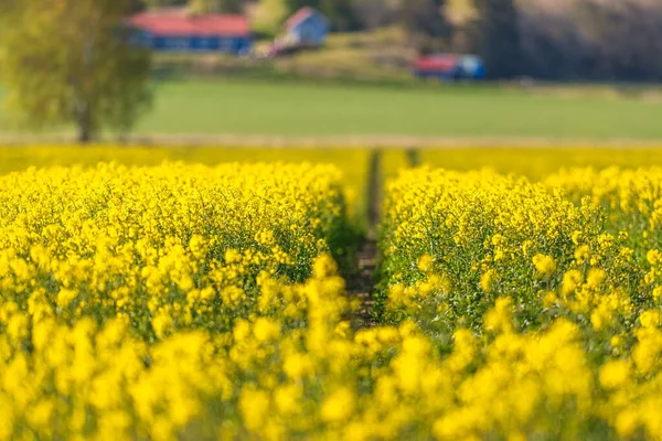 Campo Sementes Colza Amarelo Durante Início Verão Com Faixas Trator — Fotografia de Stock