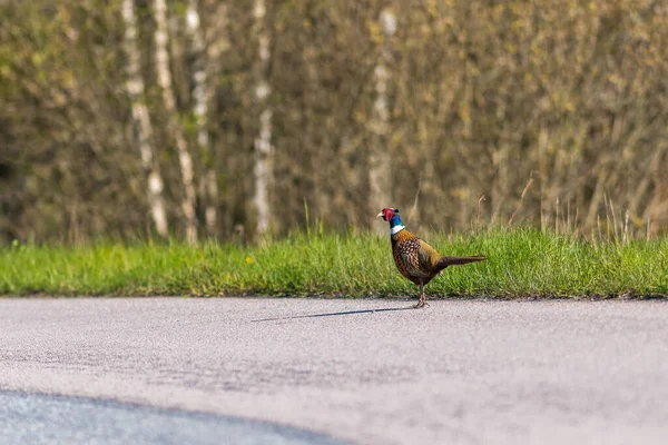 Fagiano Variopinto Che Cammina Una Strada Asfaltata Durante Estate Svezia — Foto Stock