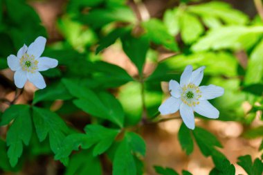 Beyaz yay çiçeği (Anemone Nemerosa) yakın planda. İsveç