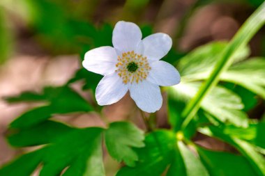 Beyaz yay çiçeği (Anemone Nemerosa) yakın planda. İsveç