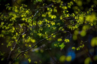 Baharda arka planda taze yeşil renkli yapraklar. İsveç