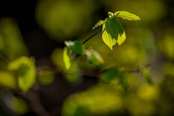 Čerstvě Zelené Zářivé Listy Podsvícení Během Jara Švédsko — Stock fotografie