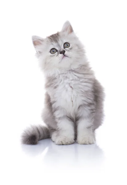 Fiatal kíváncsi cica — Stock Fotó