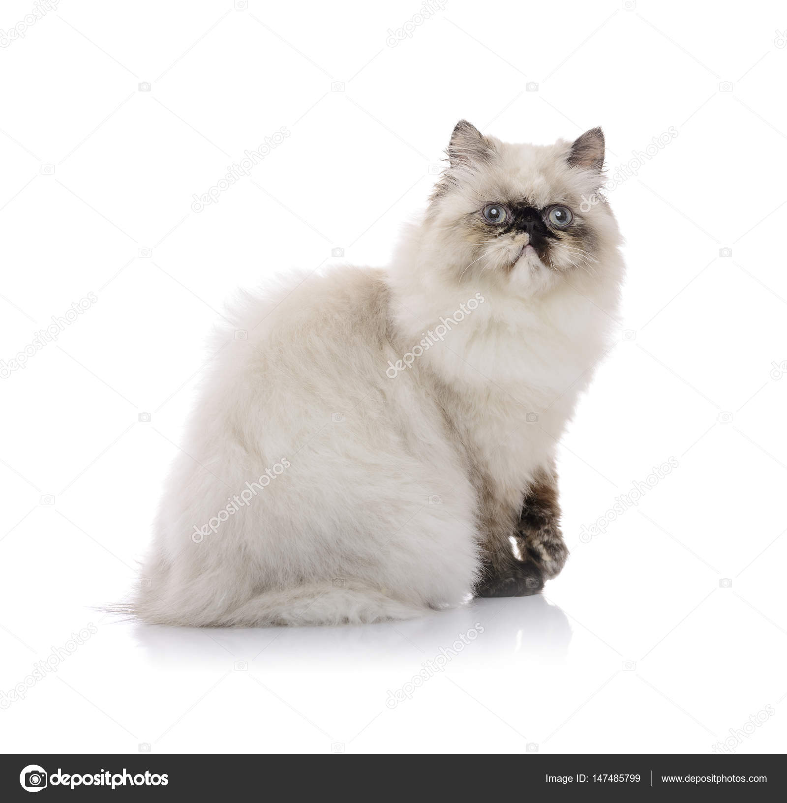 Imágenes de Himalayan cat breed libres de derechos | DepositPhotos, image size:1600x1633