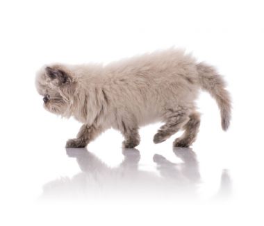 Genç Himalaya çekip yavru kedi