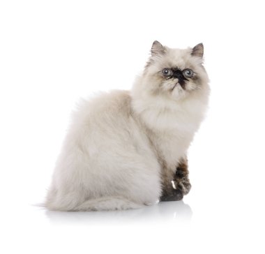 Genç Himalaya kedi fotoğrafı için poz 