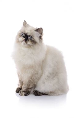 Genç Himalaya kedi uzakta seyir 