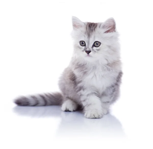Aranyos fiatal cica — Stock Fotó