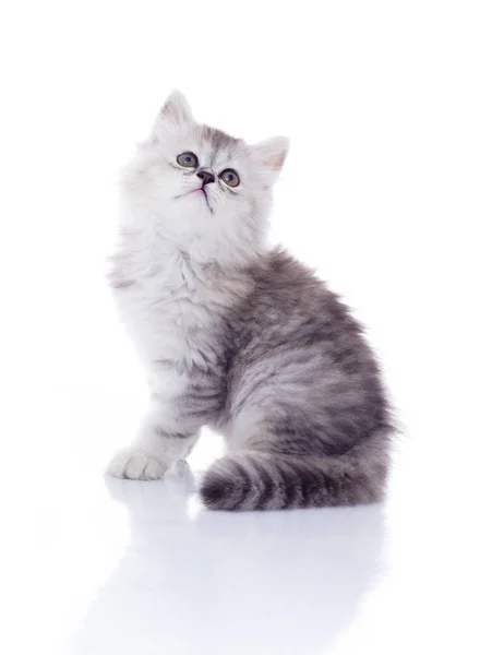 Cute Young Kitten Looking Up — Stock Photo, Image