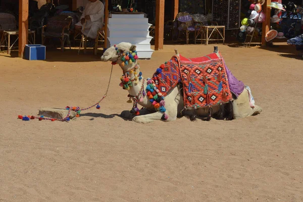 Arabian Bedouin Famous Ride Camel Sitting Sunlight Desert Sand Egypt — стокове фото