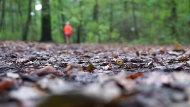 Defocused jogger running through forest in autumn — Stock video