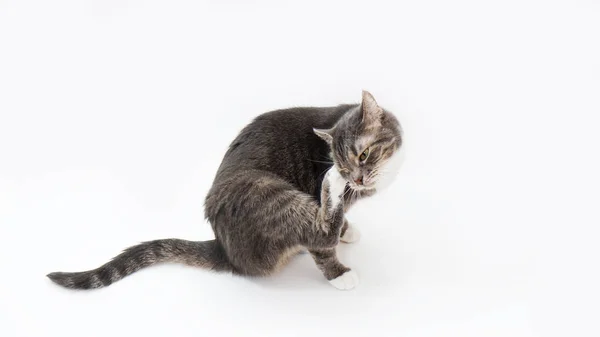 Katze kratzt sich am Kopf — Stockfoto