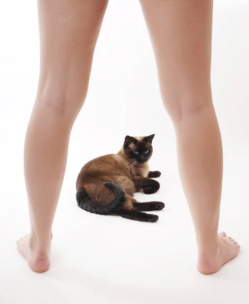 Cat between a womans legs — Stock Photo, Image