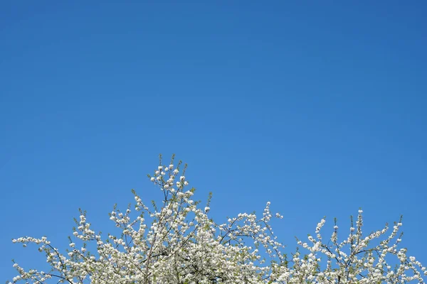 Flores de cerezo blanco y fondo de cielo azul — Foto de Stock