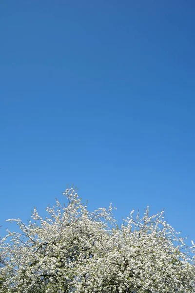 Flores de cerezo blanco y fondo de cielo claro — Foto de Stock
