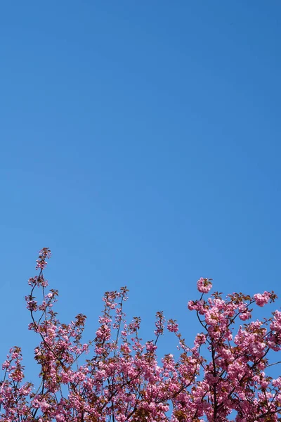 Flores de cerezo rosa y fondo de cielo claro — Foto de Stock