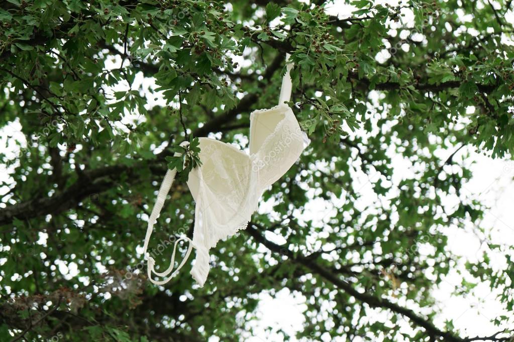 bra hanging from tree branch