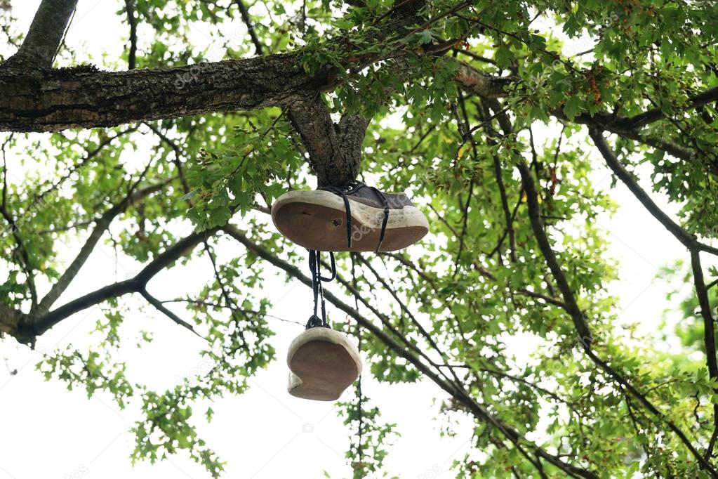 canvas shoes hanging from tree branch
