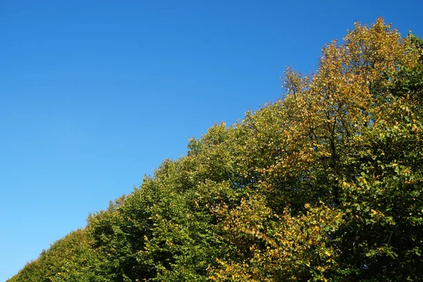 Baumwipfel und klarer Himmel an einem sonnigen Tag — Stockfoto