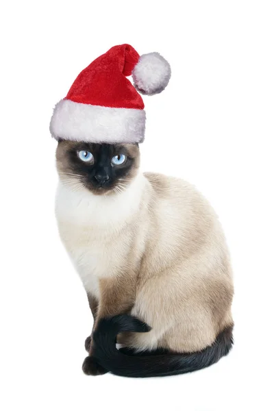 Siamese katt bär santa hatt till jul — Stockfoto
