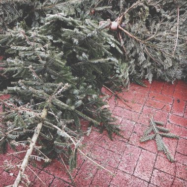 atılan Noel ağaçları