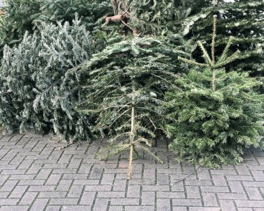çöp toplama için kaldırımda kazıklı Noel ağaçları atılır