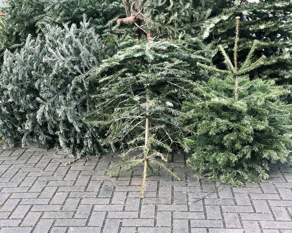 Afgedankte kerstbomen opgestapeld op de stoep voor vuilnis collectie — Stockfoto