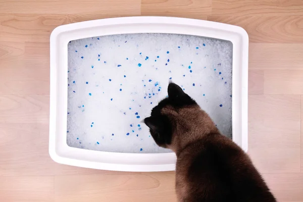 Cat examines kitty litter box with silicate litter — Stock Photo, Image