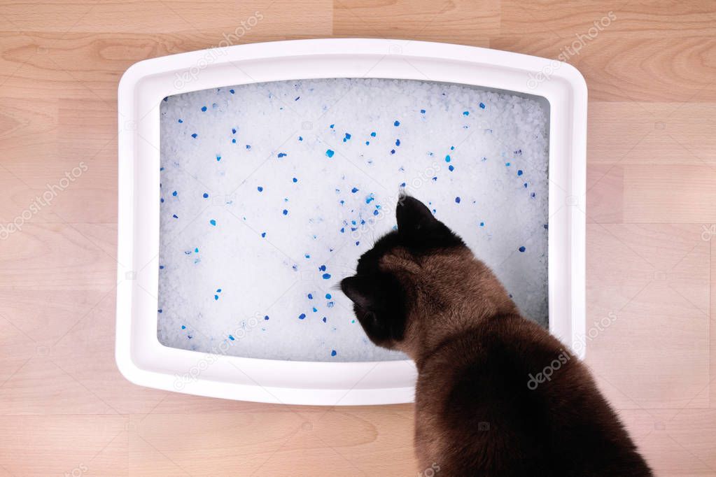cat examines kitty litter box with silicate litter