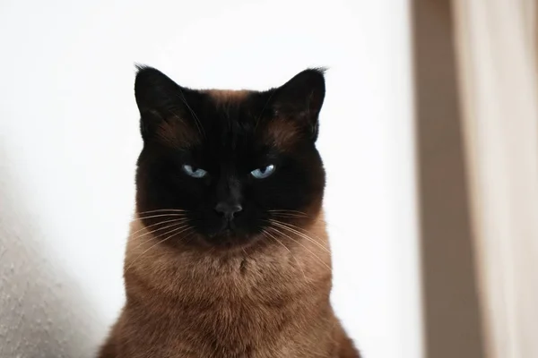 Gato siamês com olhos estreitados e olhar ameaçador — Fotografia de Stock