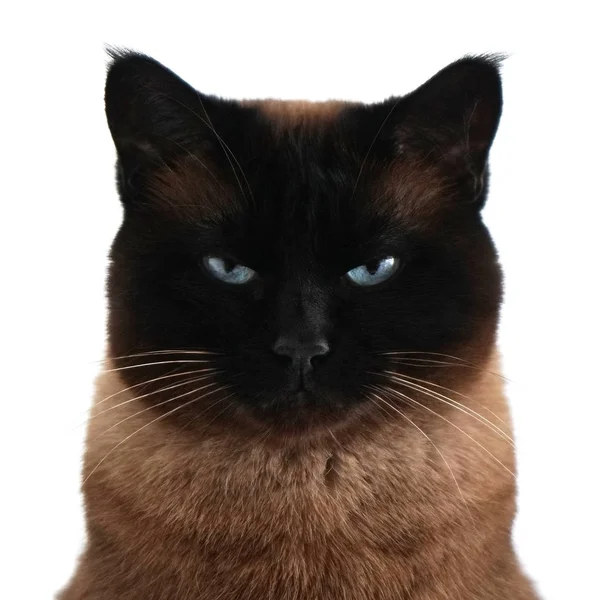 Siamese cat portrait with narrowed eyes and menacing look — Stock Photo, Image