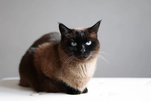 Сіамська кішка відпочиває — стокове фото