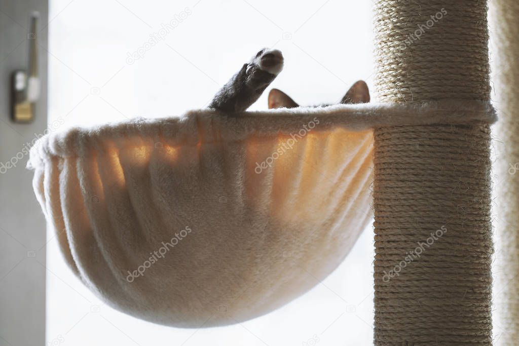 cat lounging in hammock on cat tree