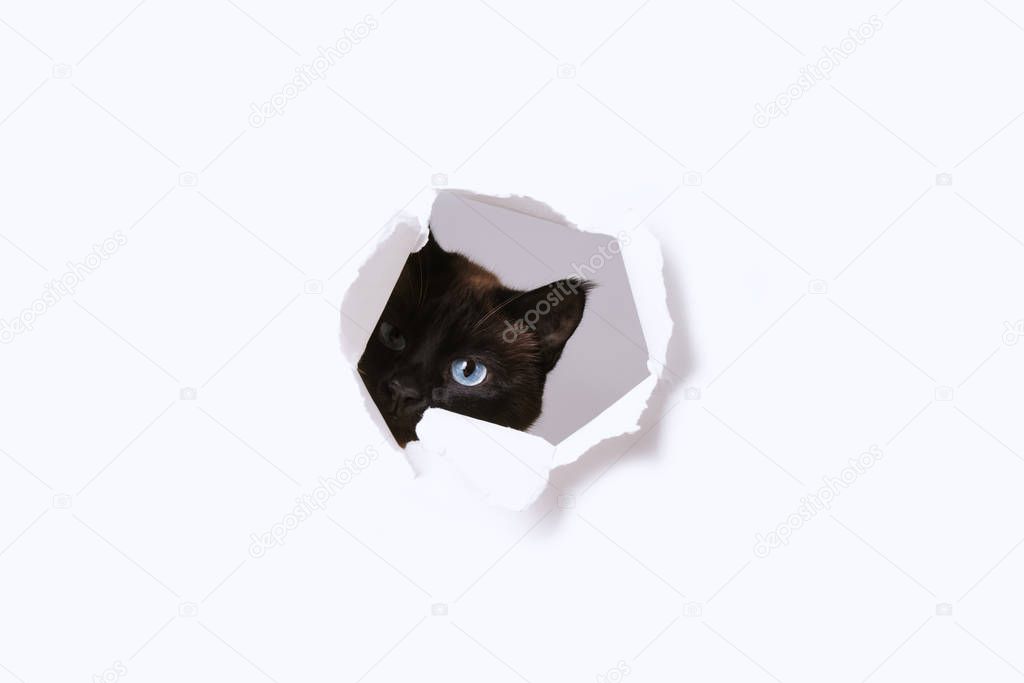 curious cat peeking through hole