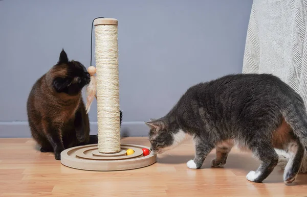 Katten die nieuwe kattenboom onderzoeken — Stockfoto