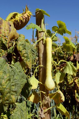 Tromboncino squash asma üzerinde 