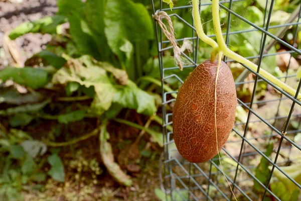 Pepino ruso marrón creciendo en la vid — Foto de Stock