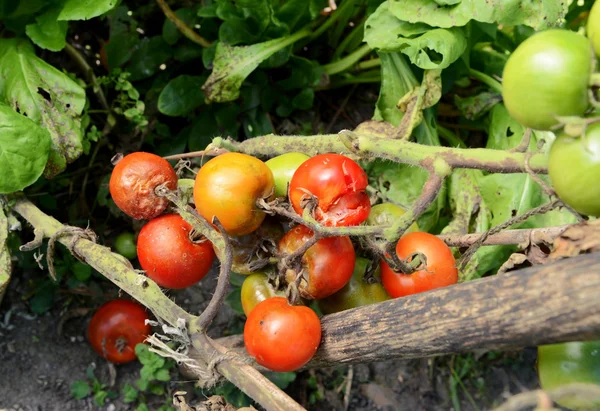 Tomates cerises fendues et atteintes de brûlure bactérienne — Photo
