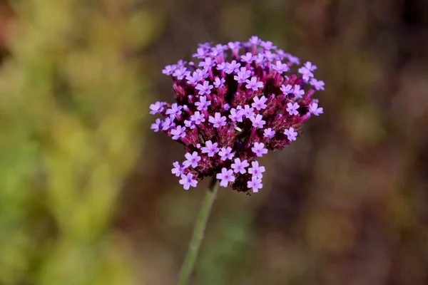 Pequenas flores de verbena roxo — Fotografia de Stock