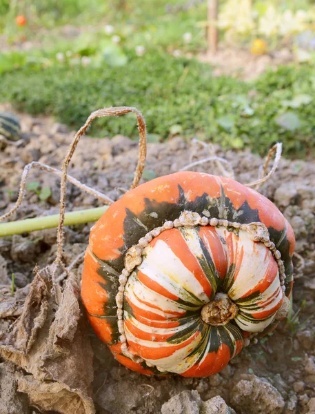 Turban squash rośnie na winorośli — Zdjęcie stockowe